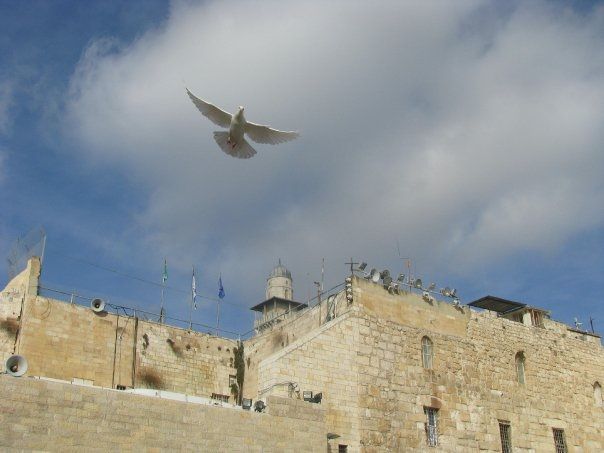 Jerusalem Dove